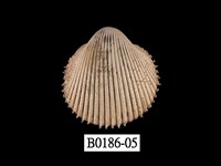 藏品(多刺鳥尾蛤)的圖片